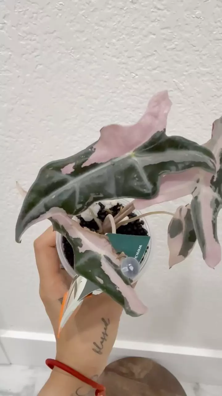 plant/Pink nobilis K corm-2