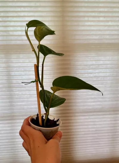 plant/Marble queen pothos rooted cutting-2-thumbnail