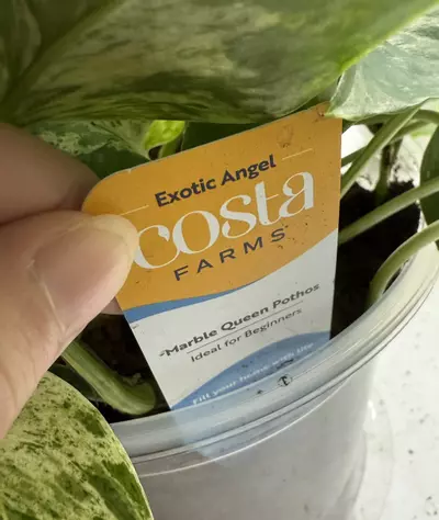 plant/Marble queen pothos rooted cutting-4-thumbnail