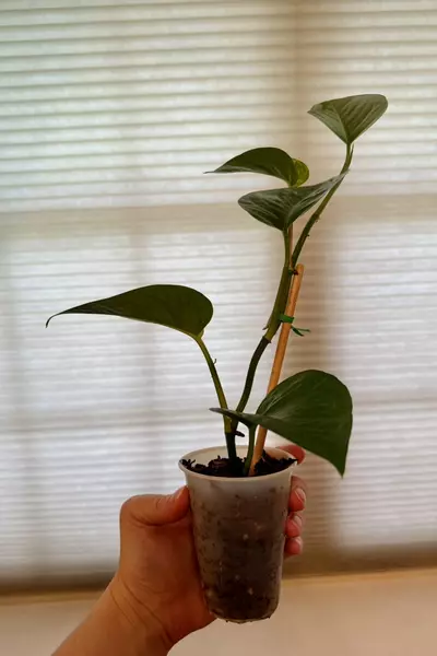 plant/Marble queen pothos rooted cutting-1-thumbnail