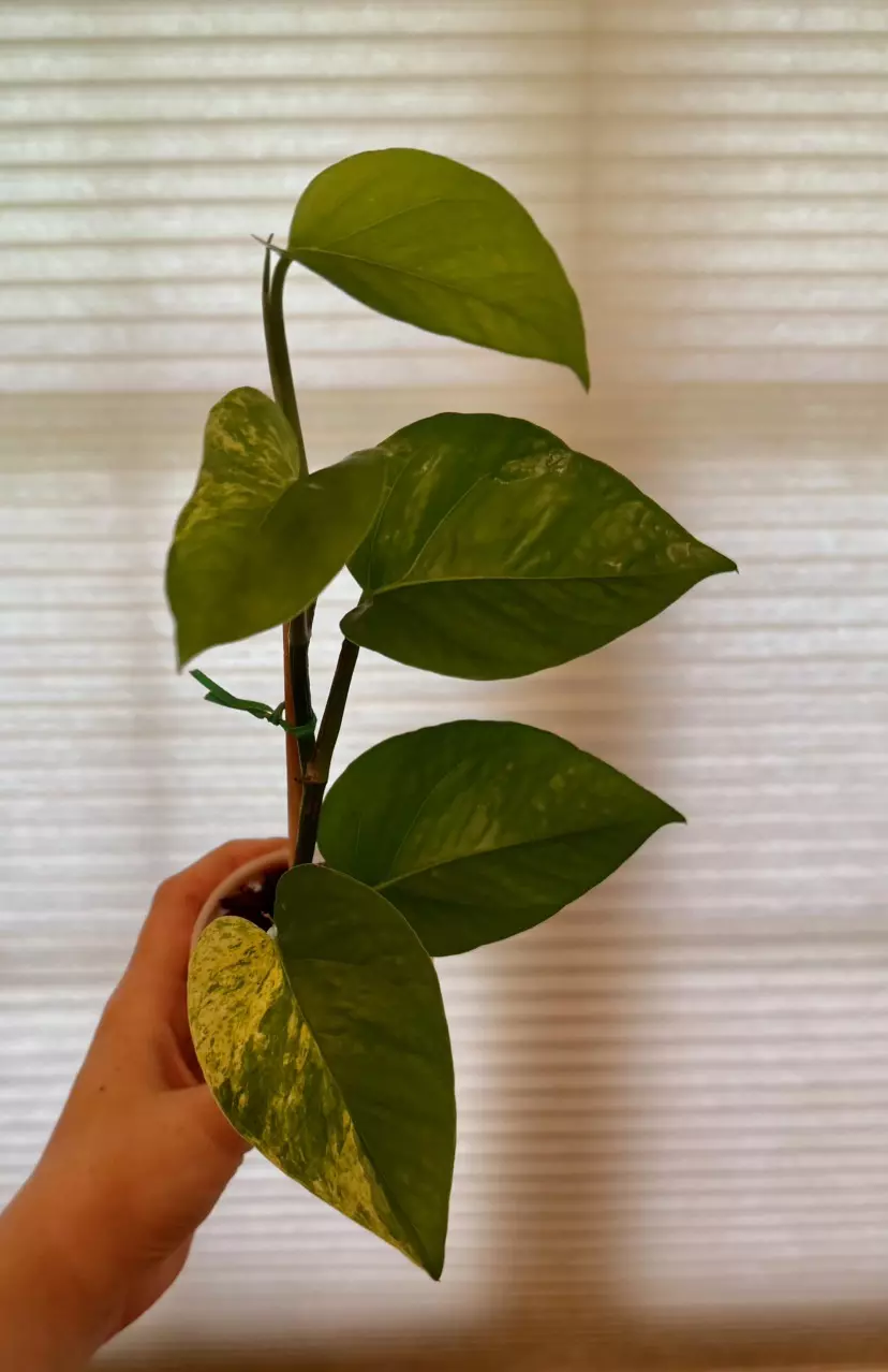 plant/Marble queen pothos rooted cutting-0
