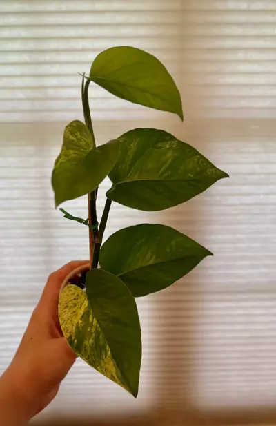 plant/Marble queen pothos rooted cutting-0-thumbnail