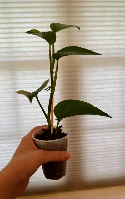 plant/Marble queen pothos rooted cutting-3-thumbnail