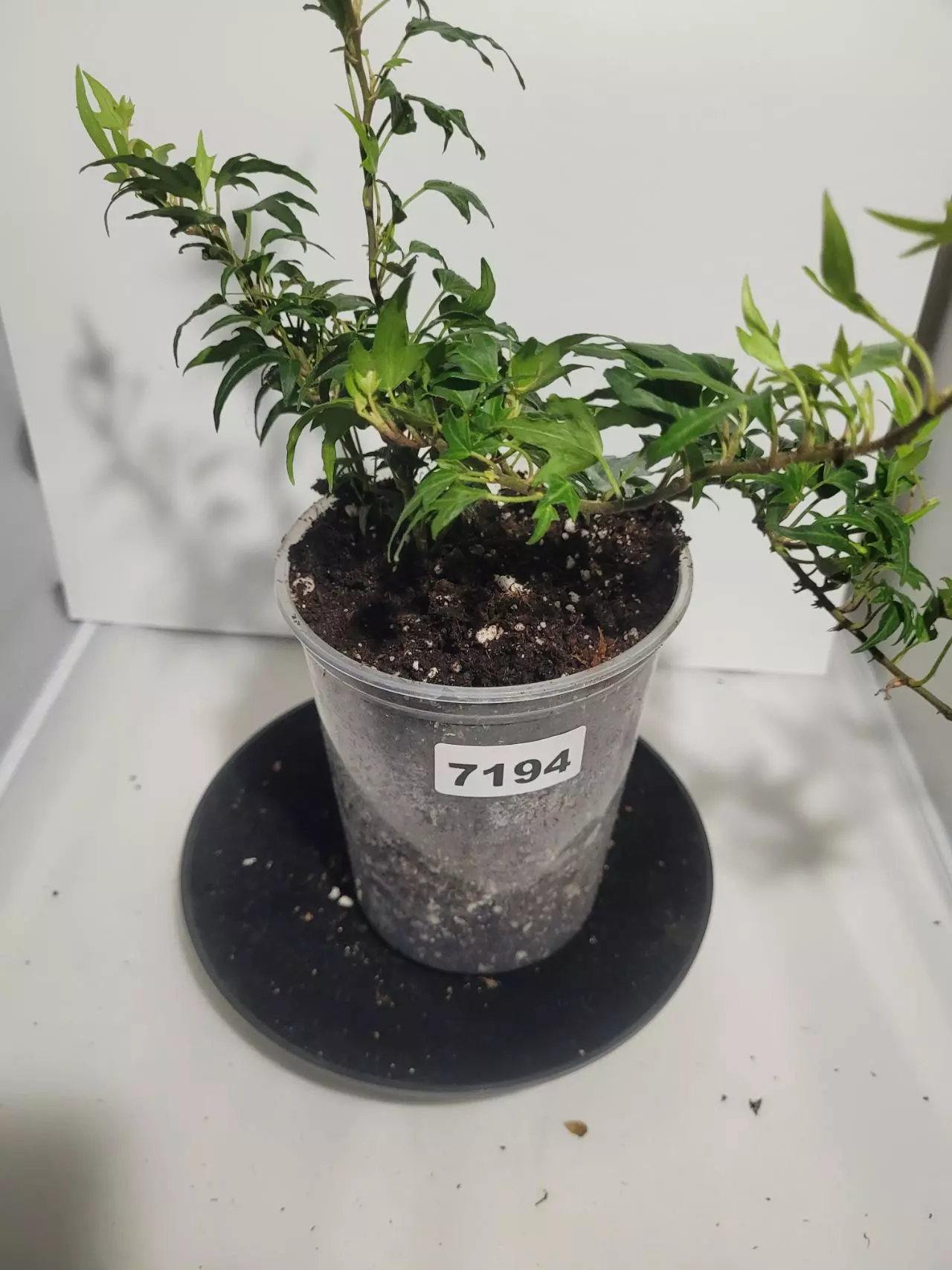 plant/Hedera needlepoint ivy healthy plant English Ivy #194, #195-7