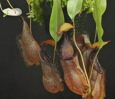 plant/Spath x hamata-1-thumbnail