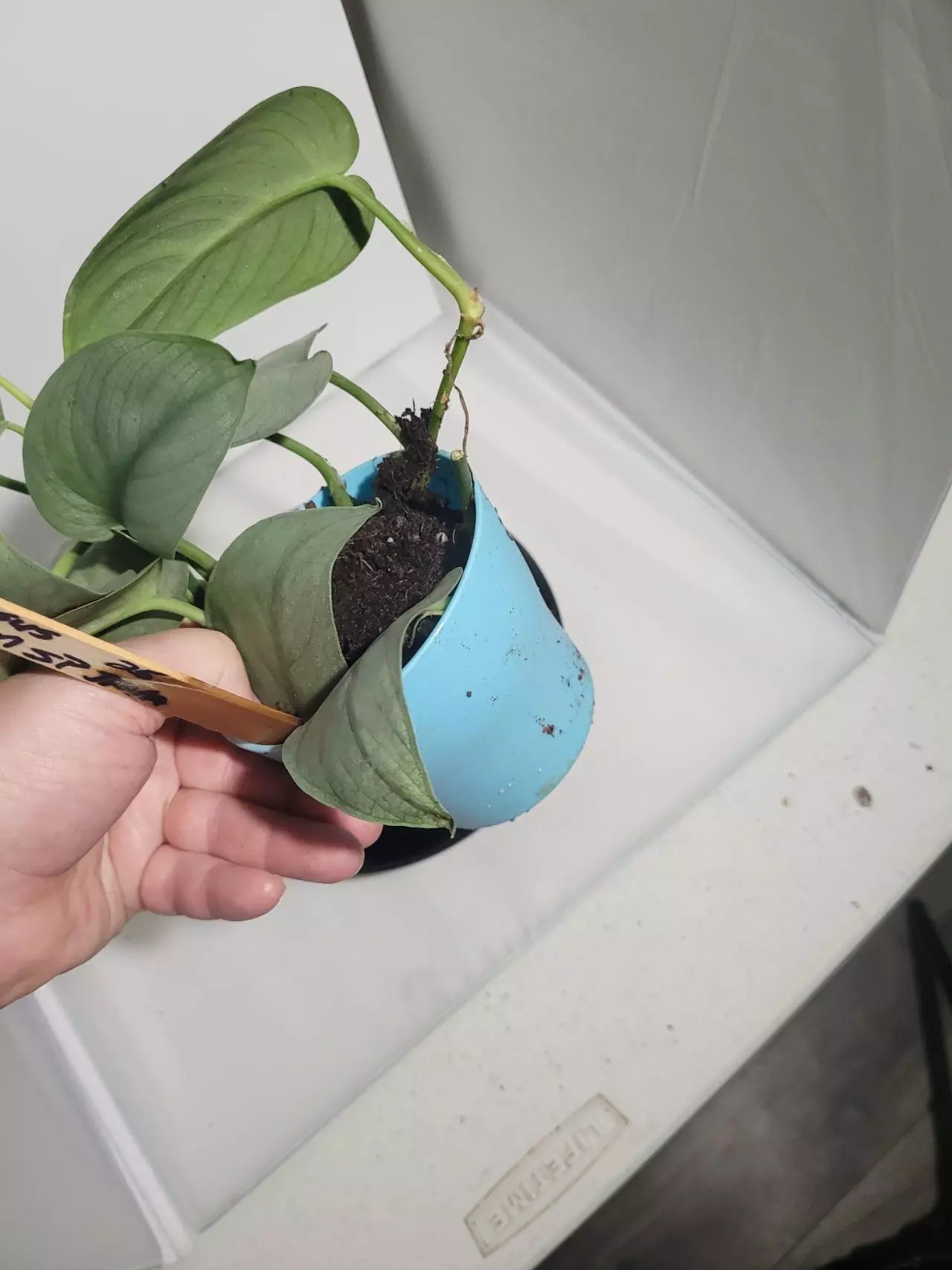 plant/Scindapsus platinum SP java #188-4