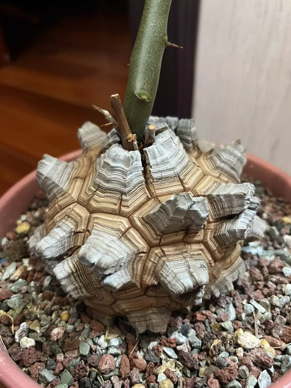 plant/Dioscorea elephantipes-0