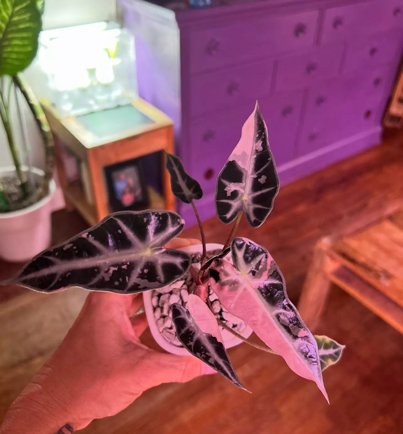 plant/Alocasia bambino pink variegated *CORM SPROUTED-0