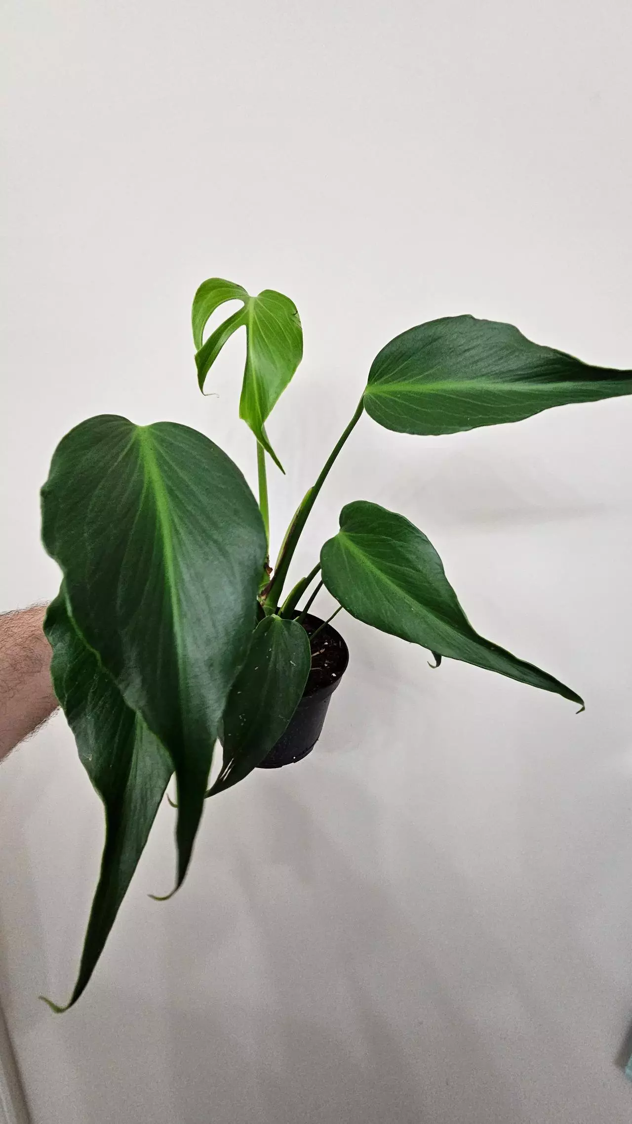plant/Mature Monstera Burle Marx Flame-3