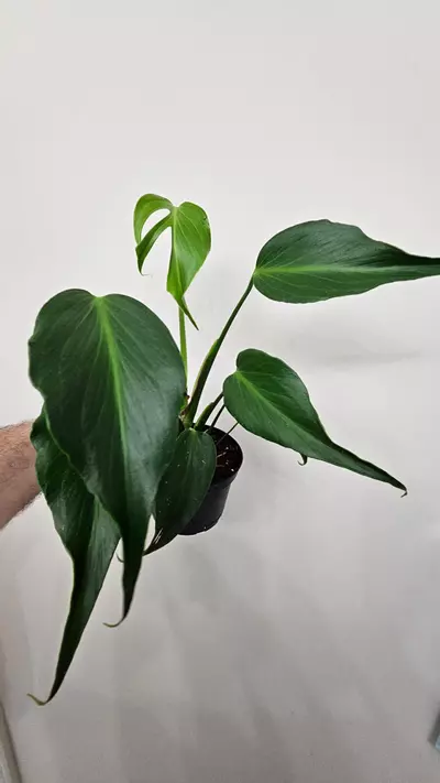plant/Mature Monstera Burle Marx Flame-3-thumbnail