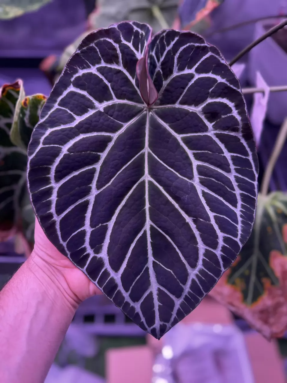 free_shipping/Add on stripey x labyrinth seed-0