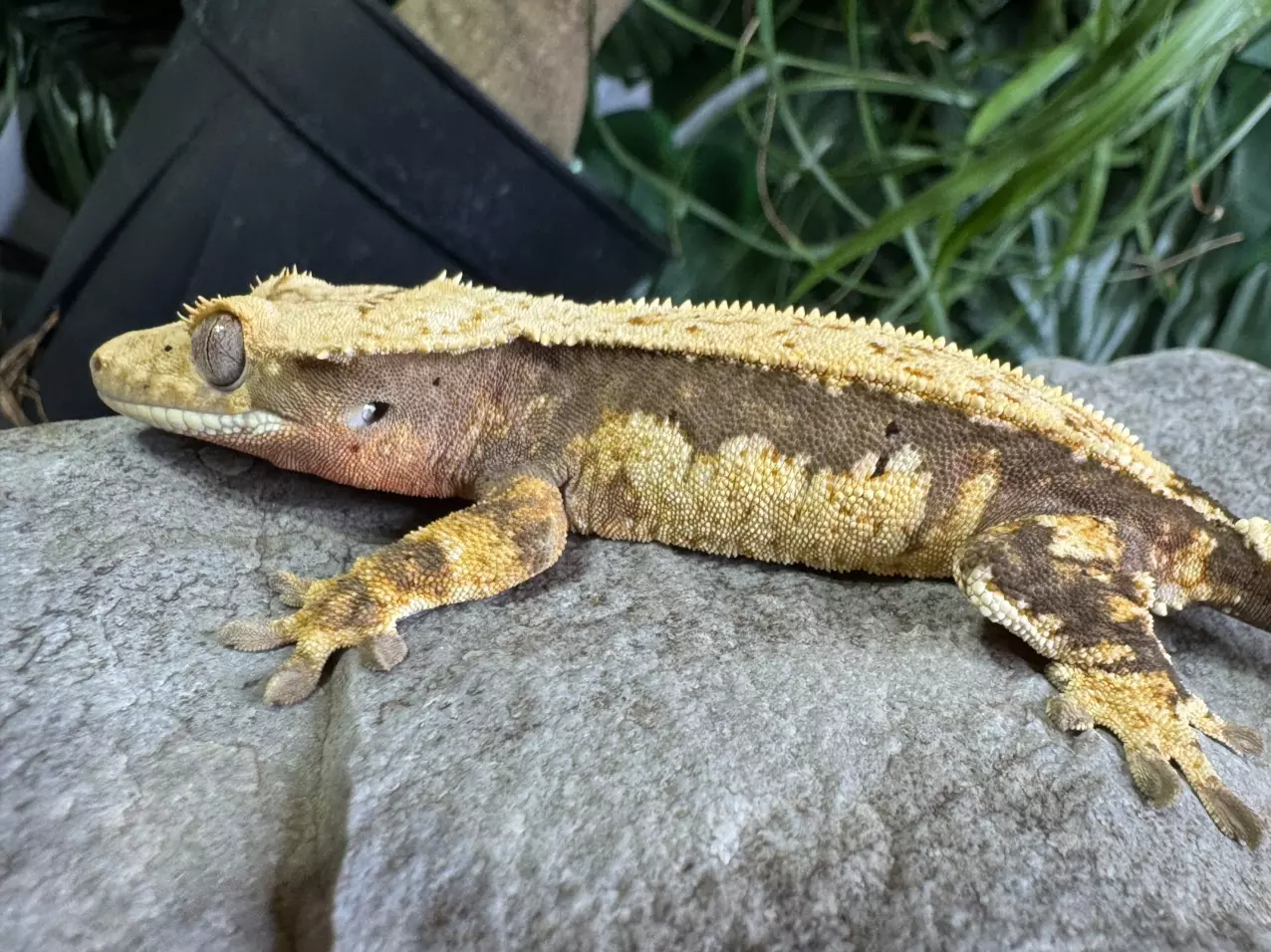 plant/# 63 quad stripe female “Bubble gum war” has lavender/peach spots 20g-1