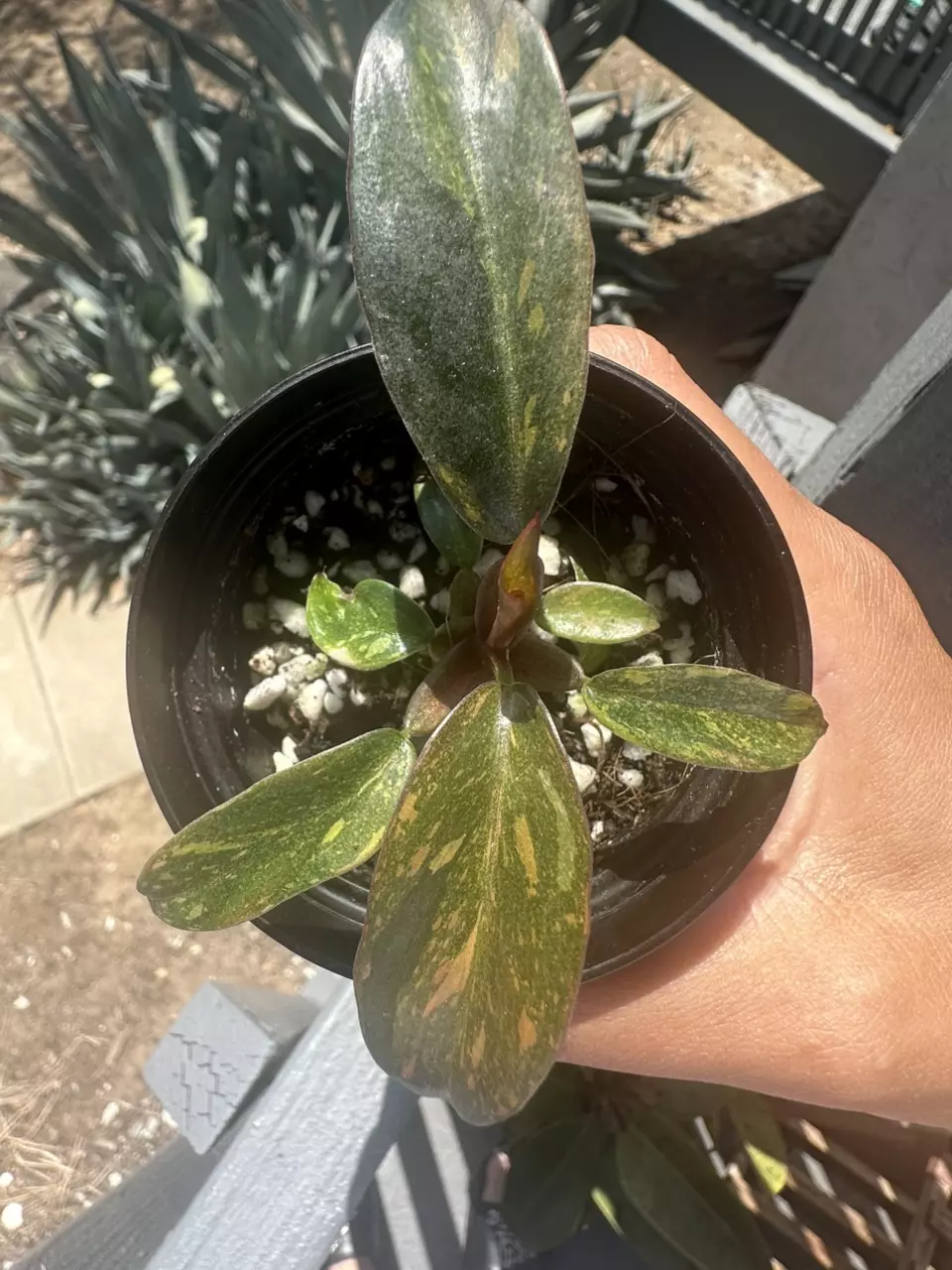 plant/Orange Princess Philodendron-1