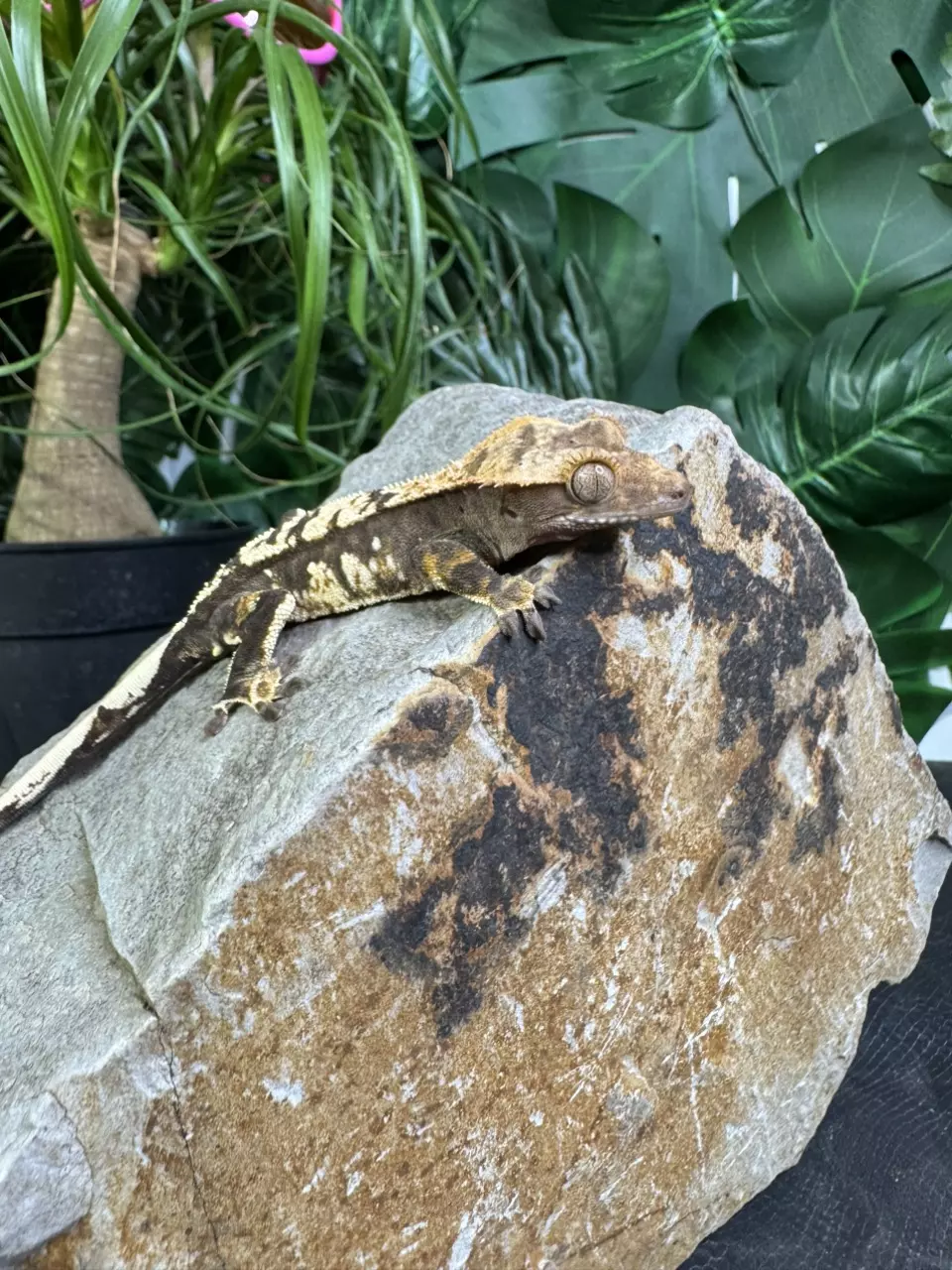 plant/#10 C2 charcoal Male 14g-1
