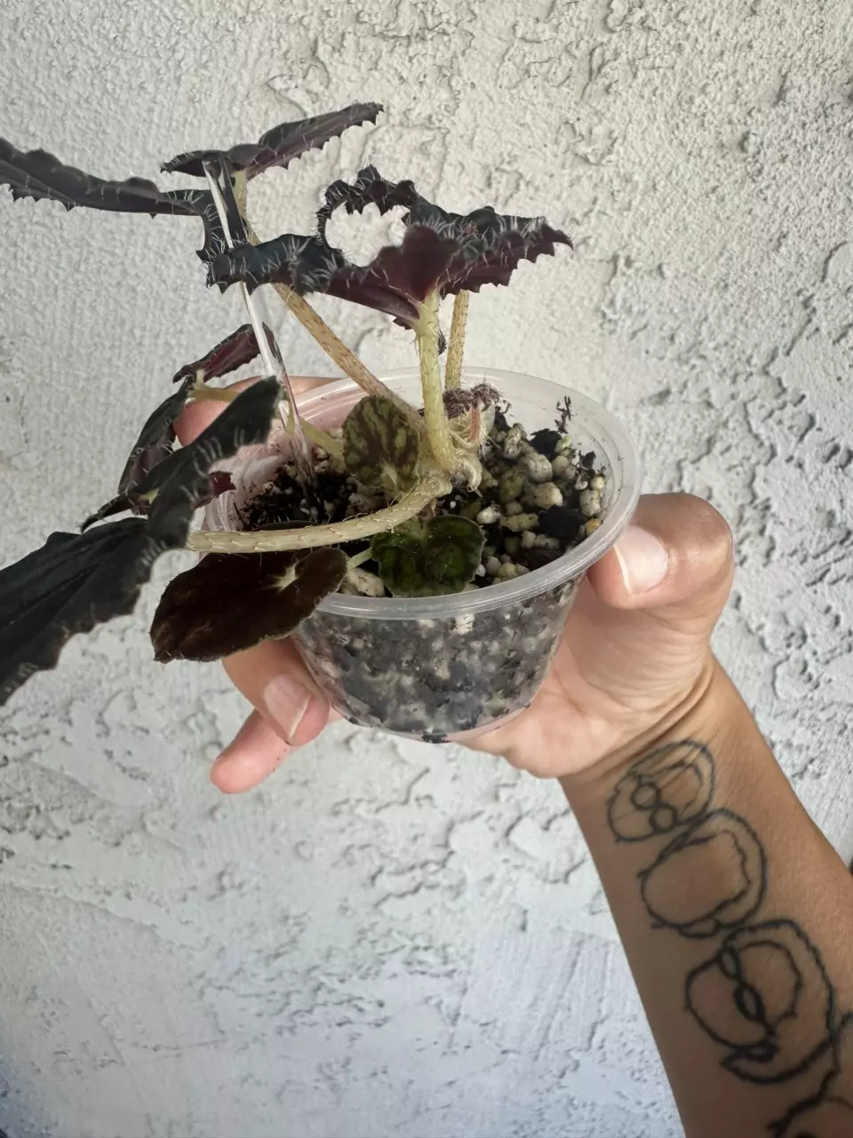 plant/Black mamba Begonia-4