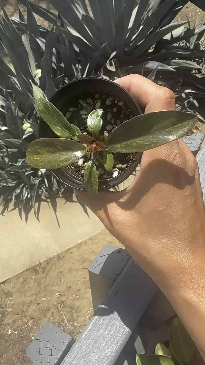 plant/Orange Princess Philodendron-0
