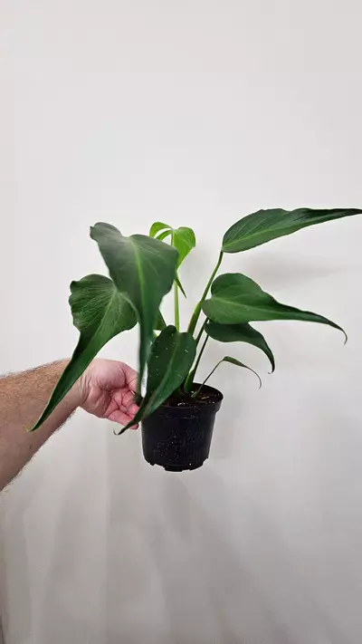 plant/Mature Monstera Burle Marx Flame-2-thumbnail