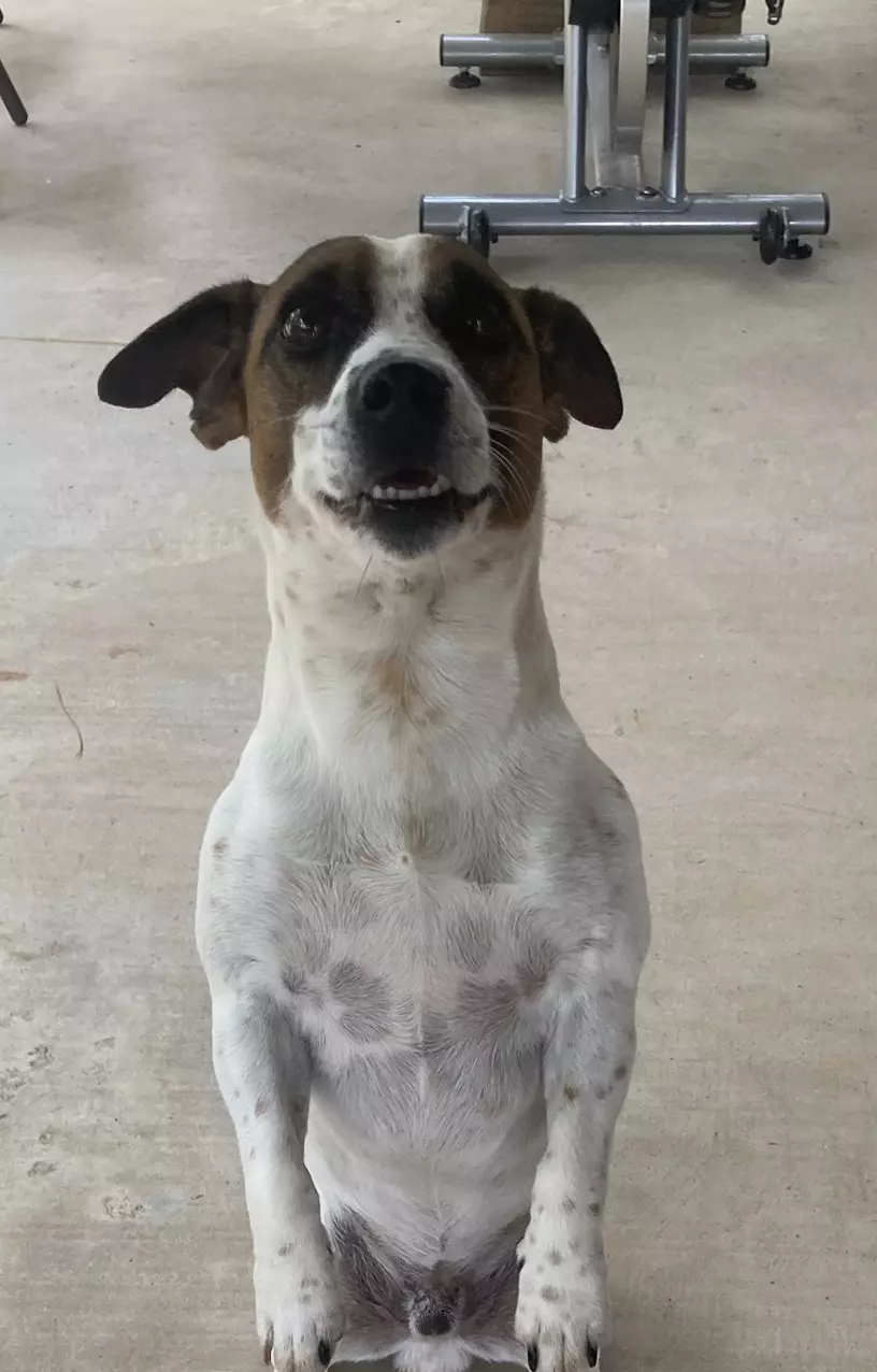 plant/Buy Mighty Moe a treat and get a mystery gift-0