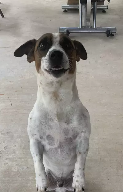 plant/Buy Mighty Moe a treat and get a mystery gift-0-thumbnail