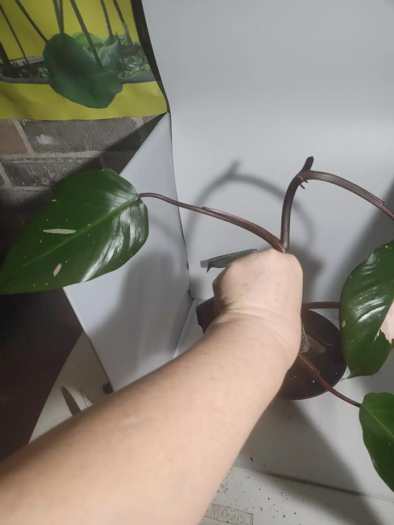 plant/Philodendron pink princess dark form fresh cutting-8