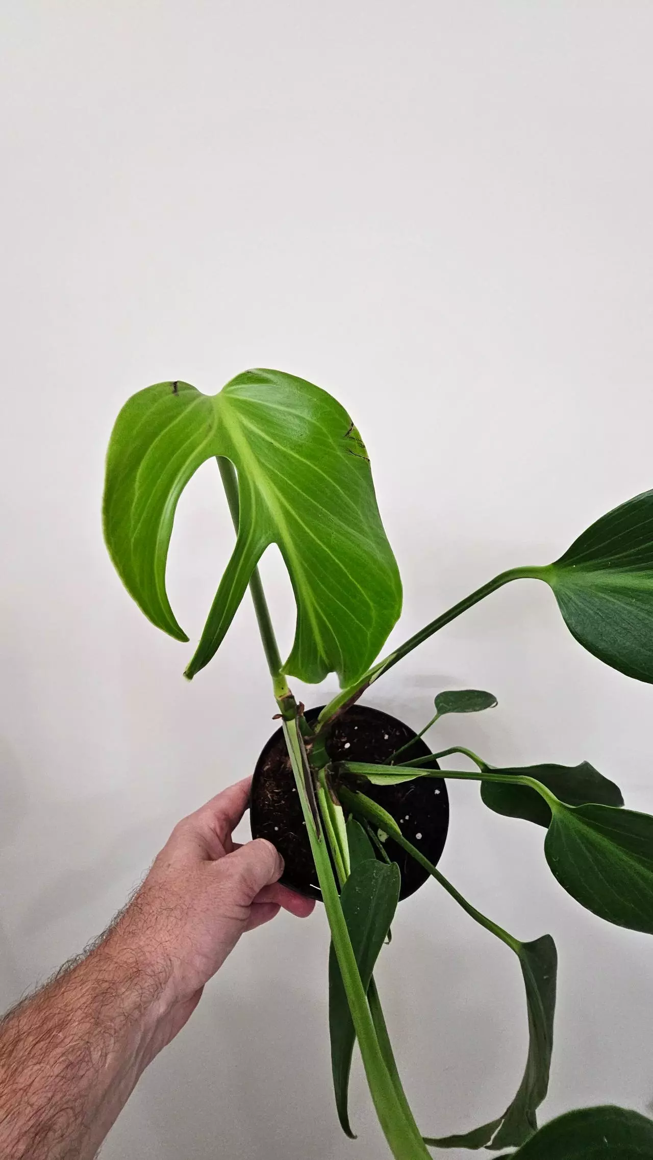 plant/Mature Monstera Burle Marx Flame-0