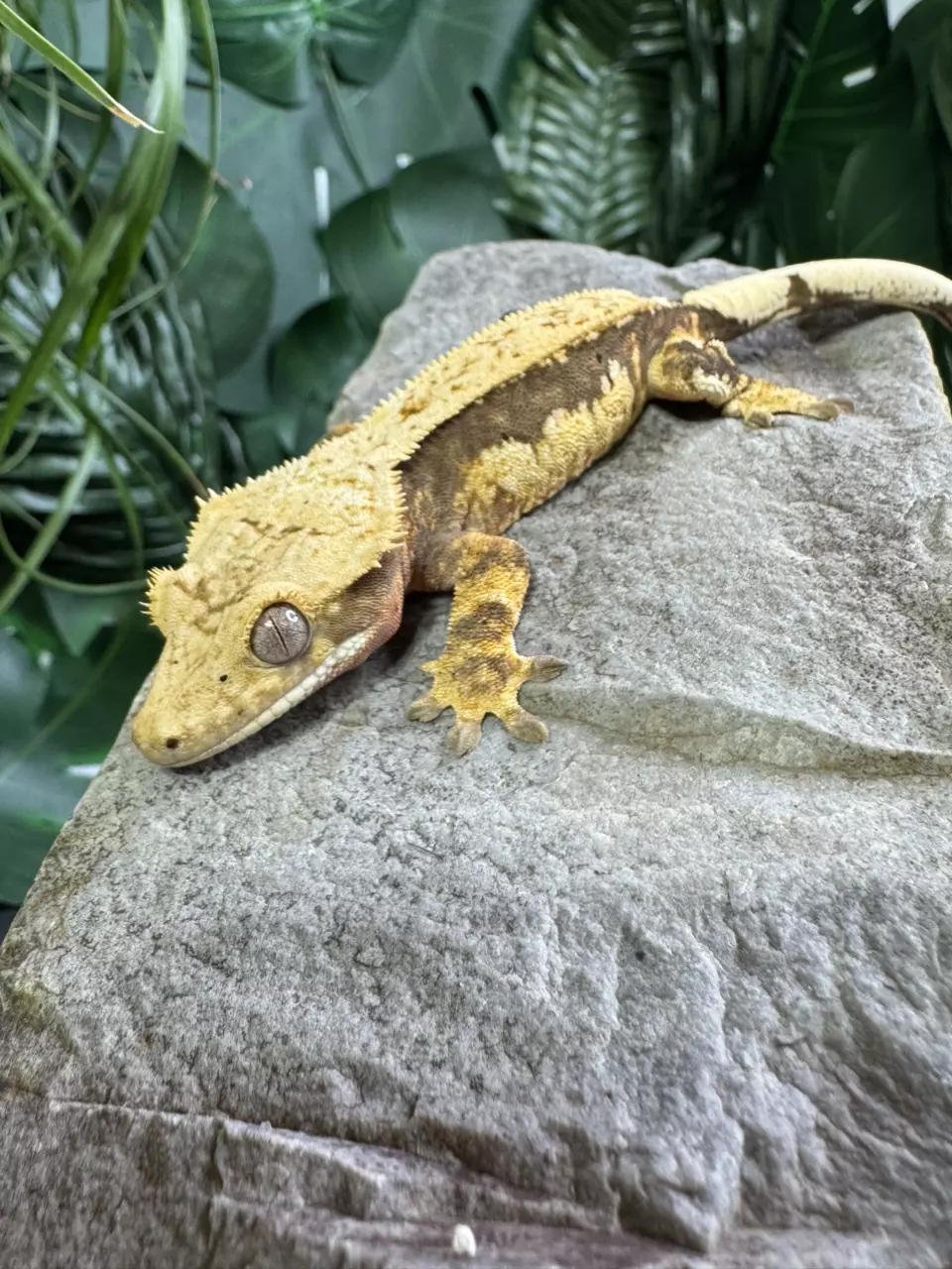 plant/# 63 quad stripe female “Bubble gum war” has lavender/peach spots 20g-0