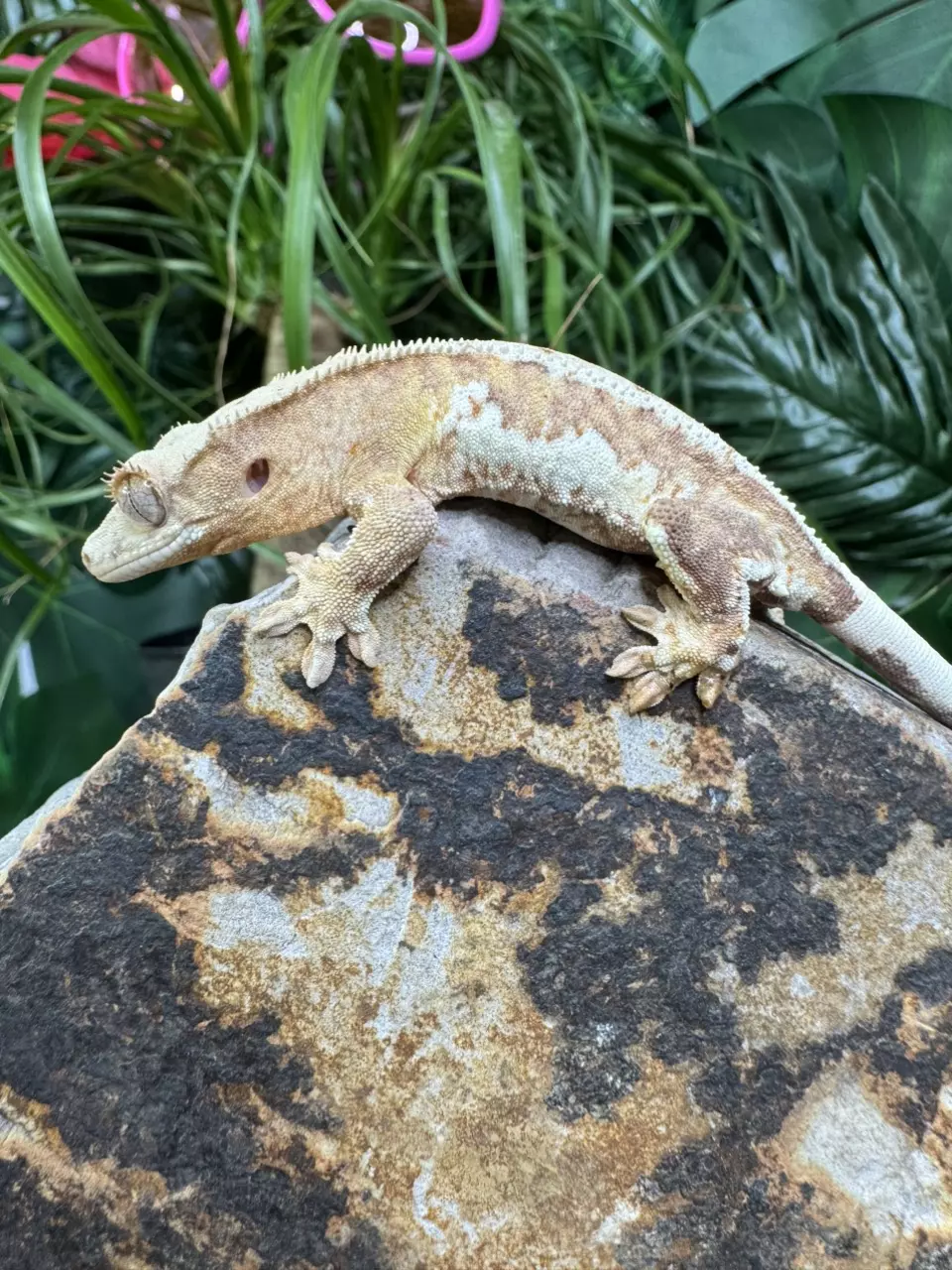 plant/#102 Lilly white male 11g-1