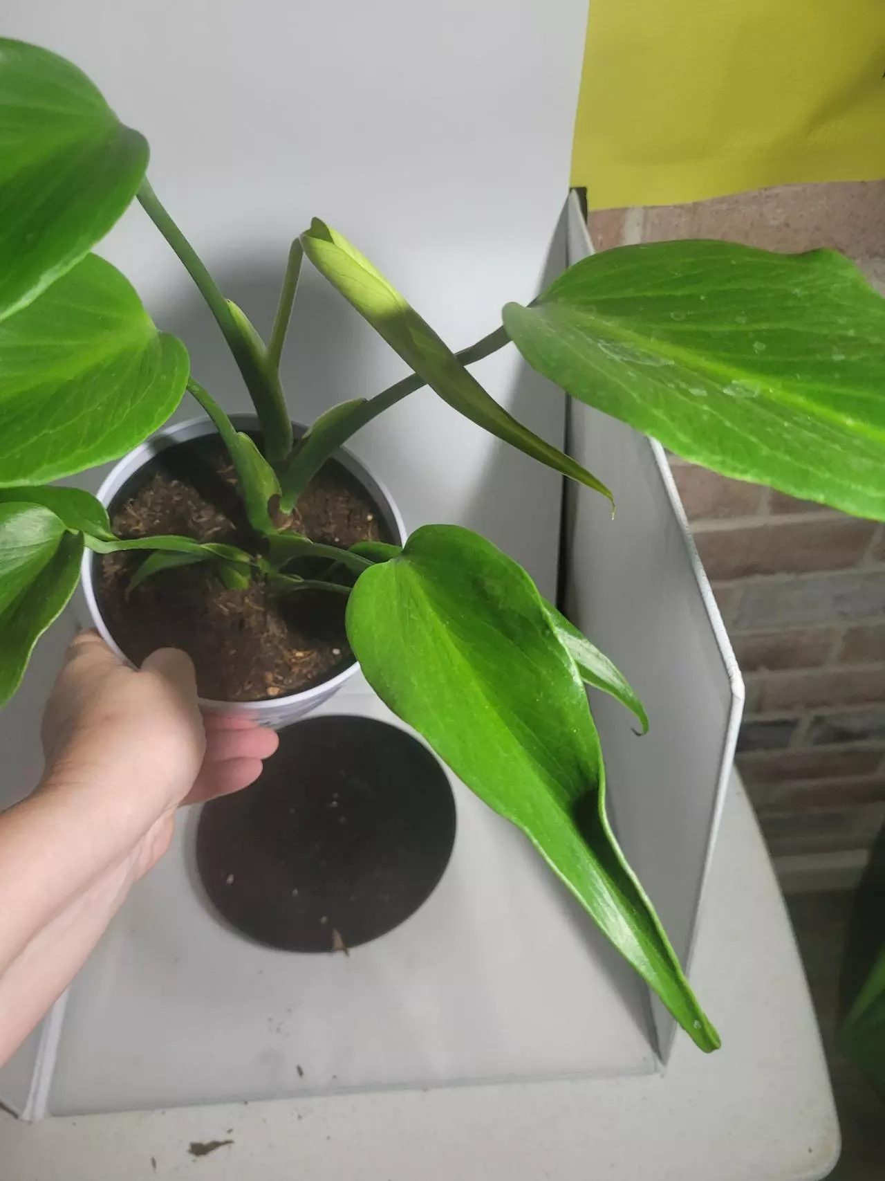 plant/Philodendron burle max flame #7162-1