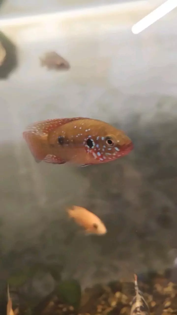 insulation/Jewel cichlids-0