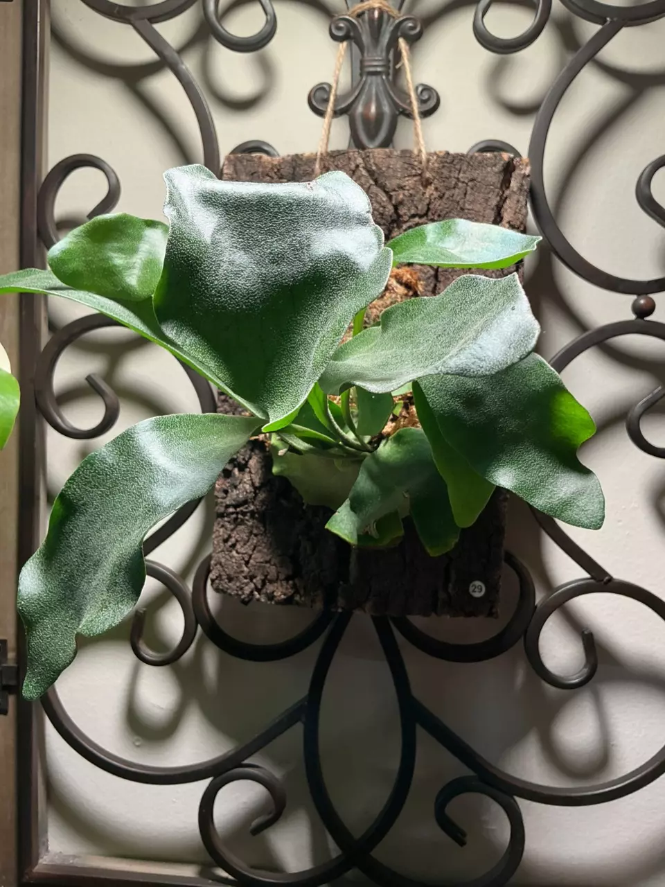 plant/#29 Staghorn Fern-0