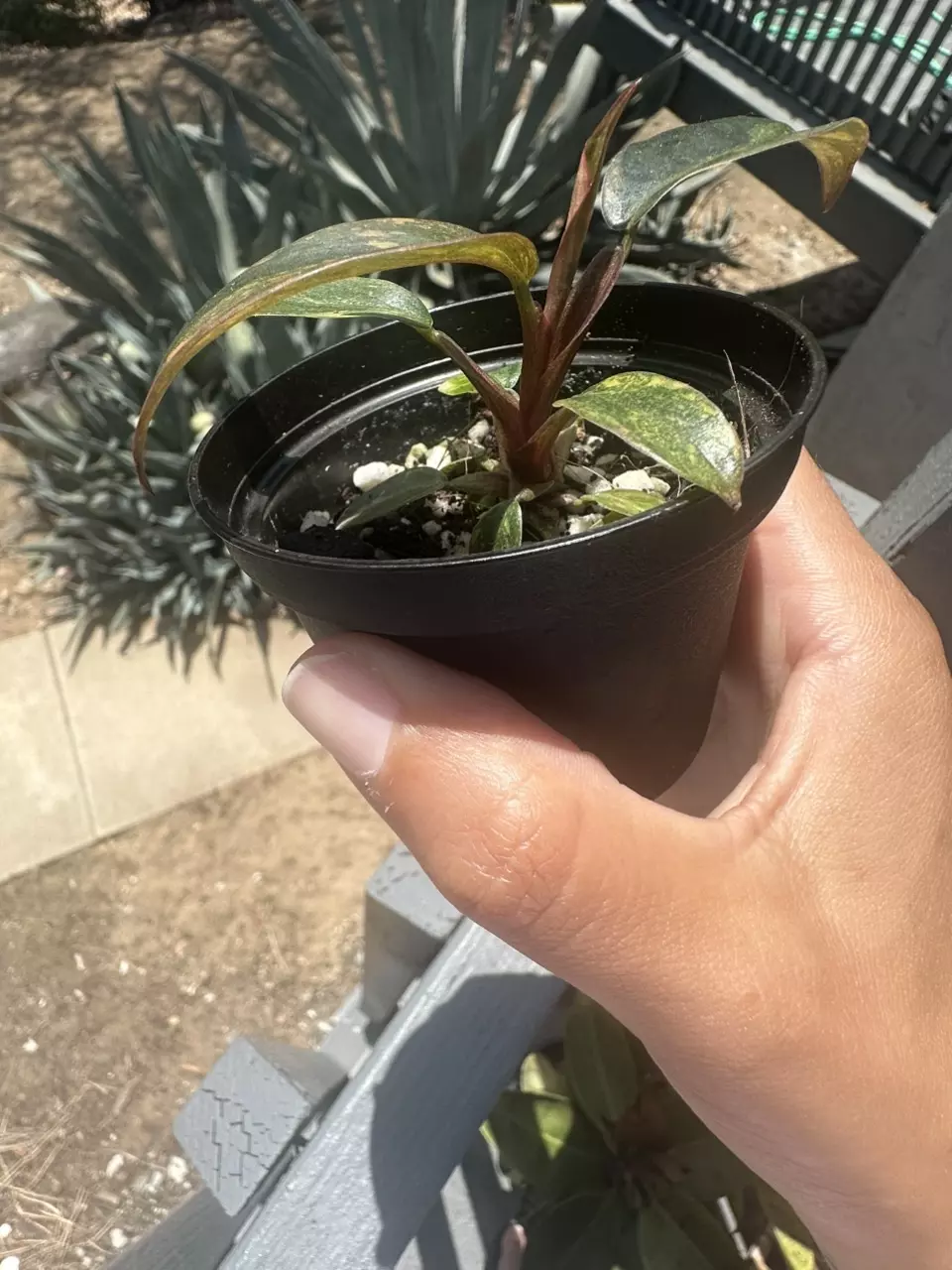 plant/Orange Princess Philodendron-4