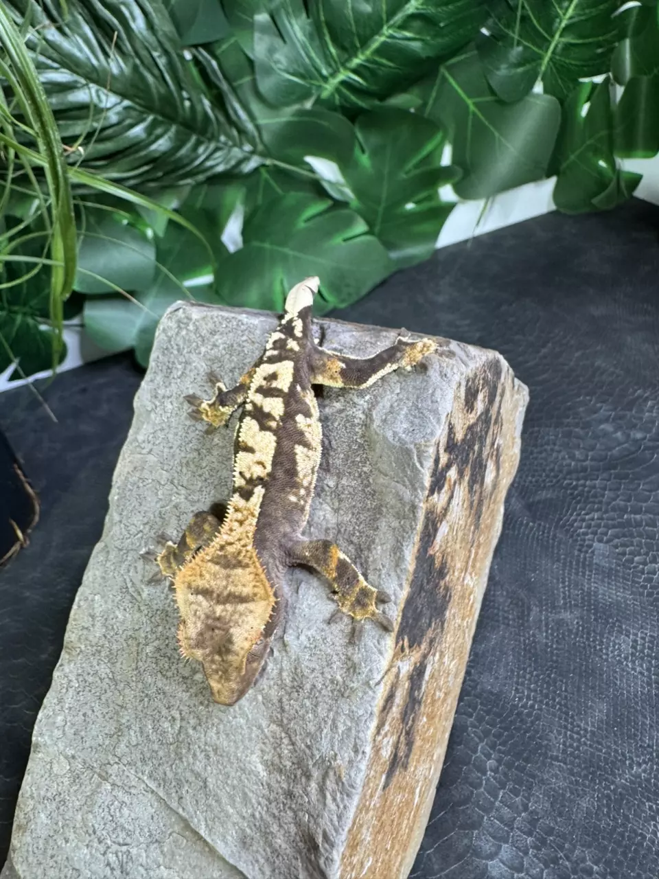 plant/#10 C2 charcoal Male 14g-4
