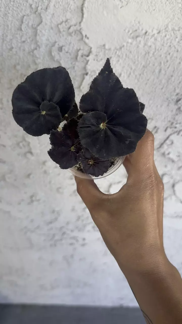 plant/Black mamba Begonia-0