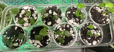 plant/Anthurium Seedling (( papillilaminum x magnificum ) x besseae ) x Open-4-thumbnail