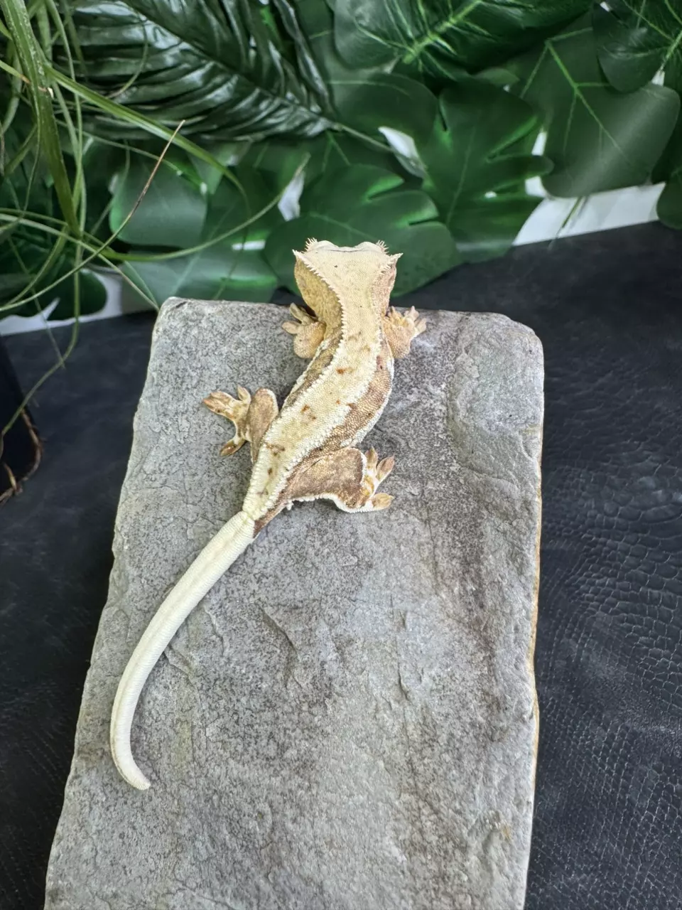 plant/#102 Lilly white male 11g-5