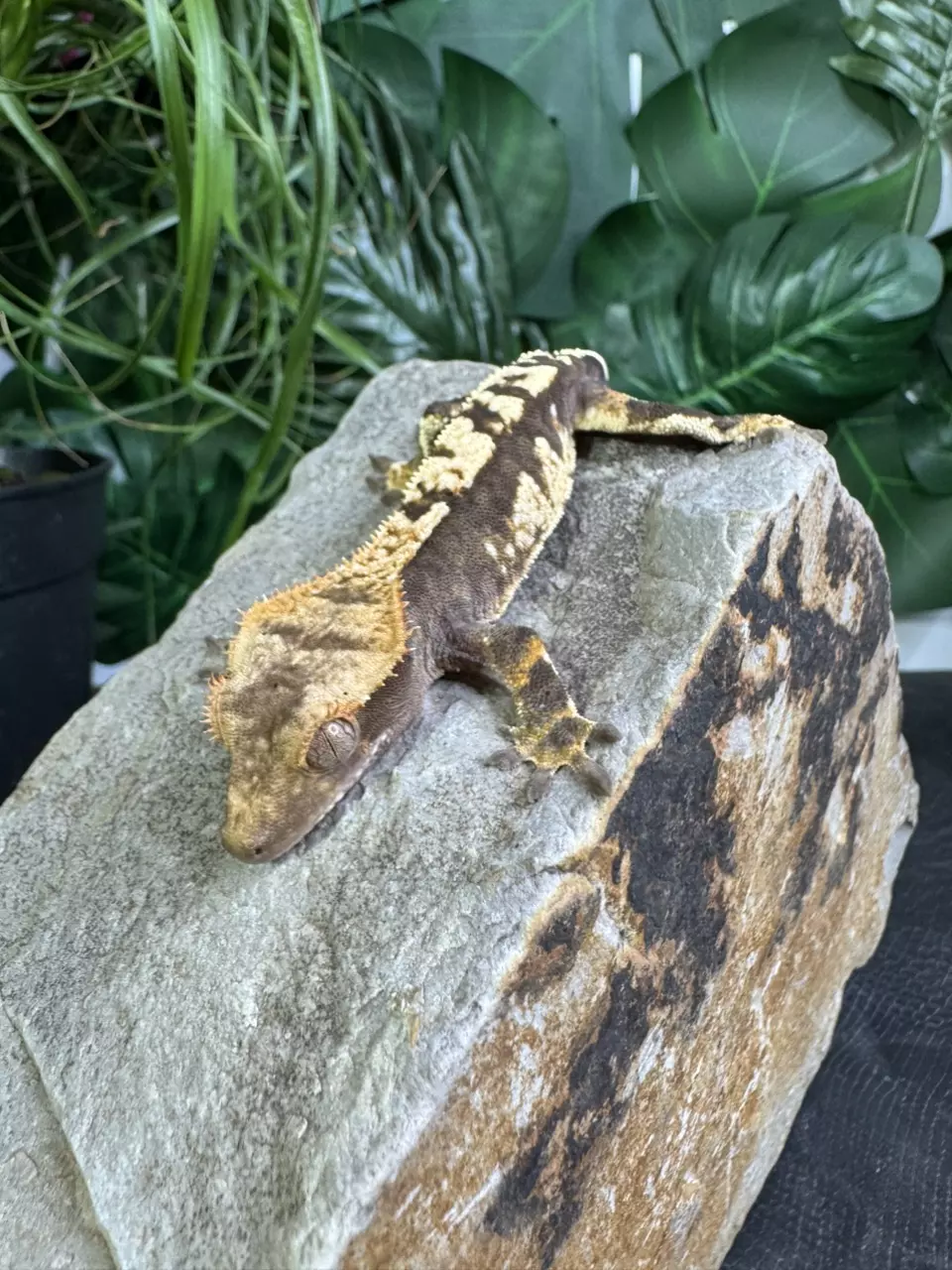 plant/#10 C2 charcoal Male 14g-0