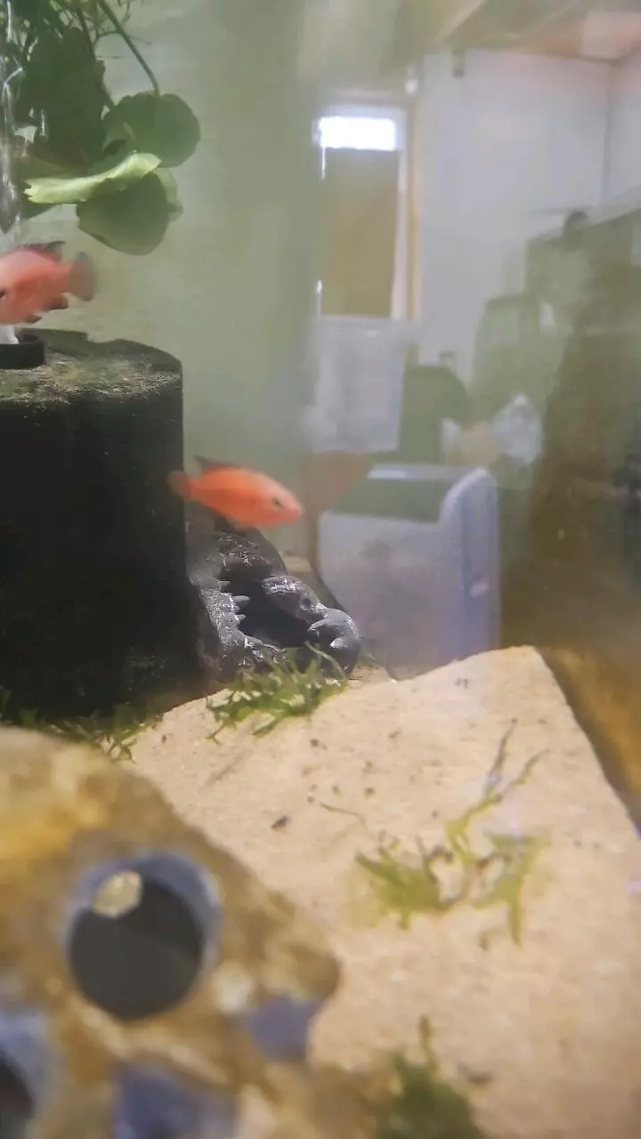 insulation/Turkana cichlid-0