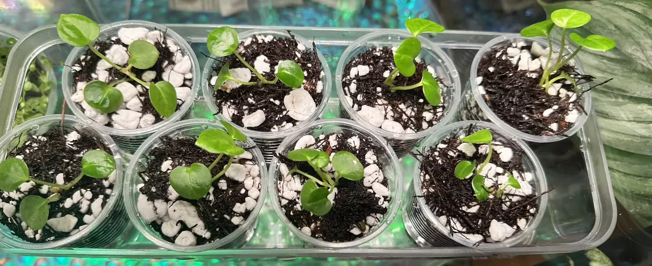 plant/Anthurium Seedling (( papillilaminum x magnificum ) x besseae ) x Open-5