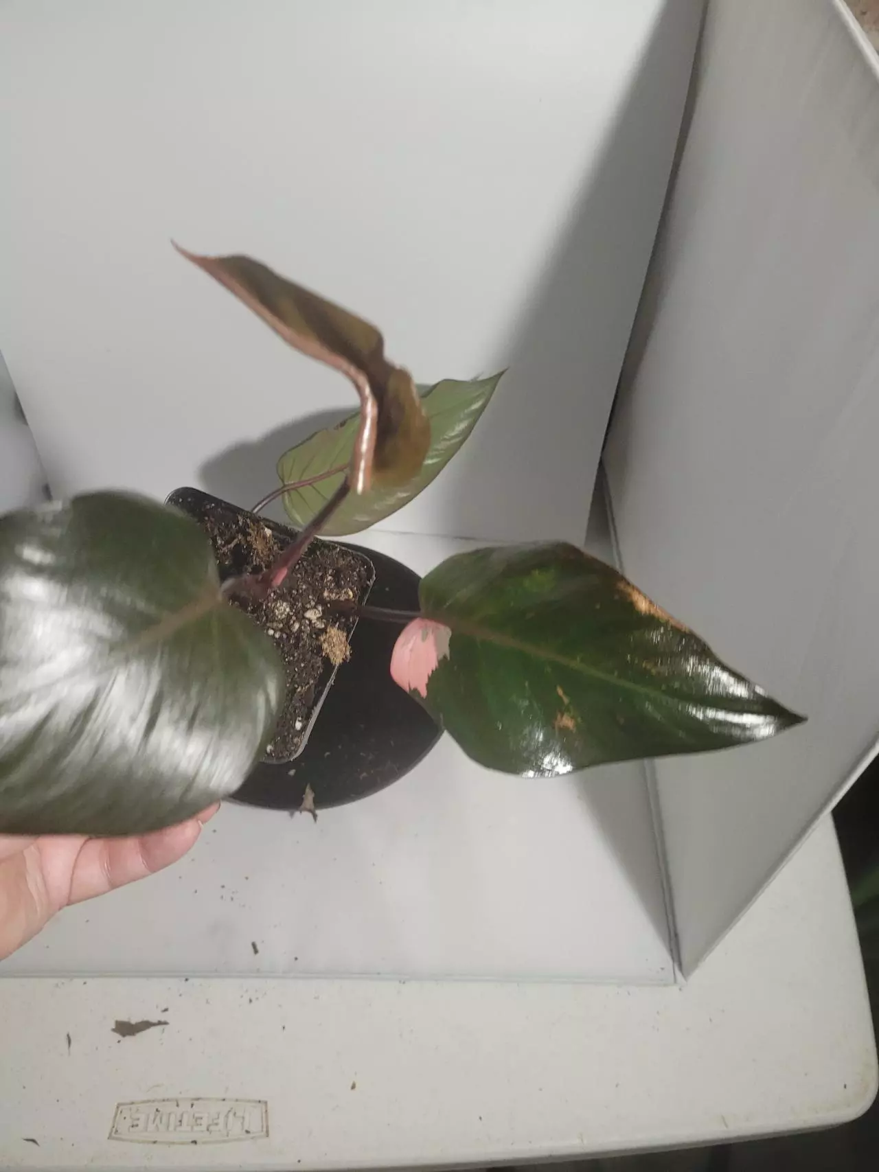 plant/Philodendron pink princess dark form fresh cutting-0