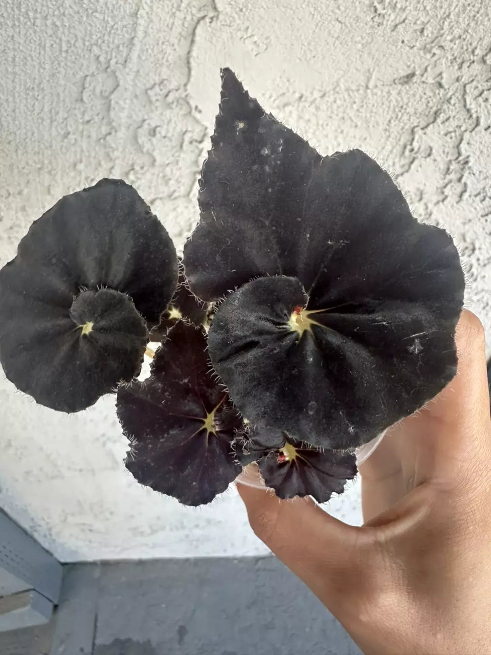 plant/Black mamba Begonia-1