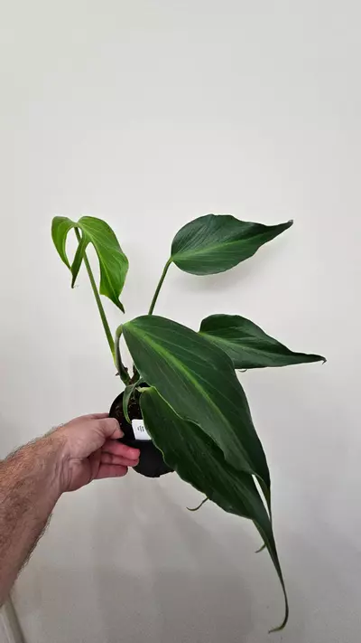 plant/Mature Monstera Burle Marx Flame-1-thumbnail