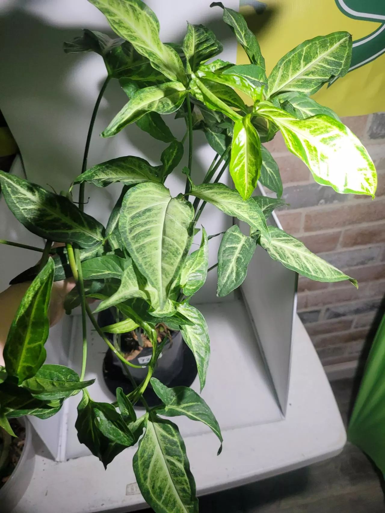 plant/Syngonium arrowhead green form pot fill #7328-0