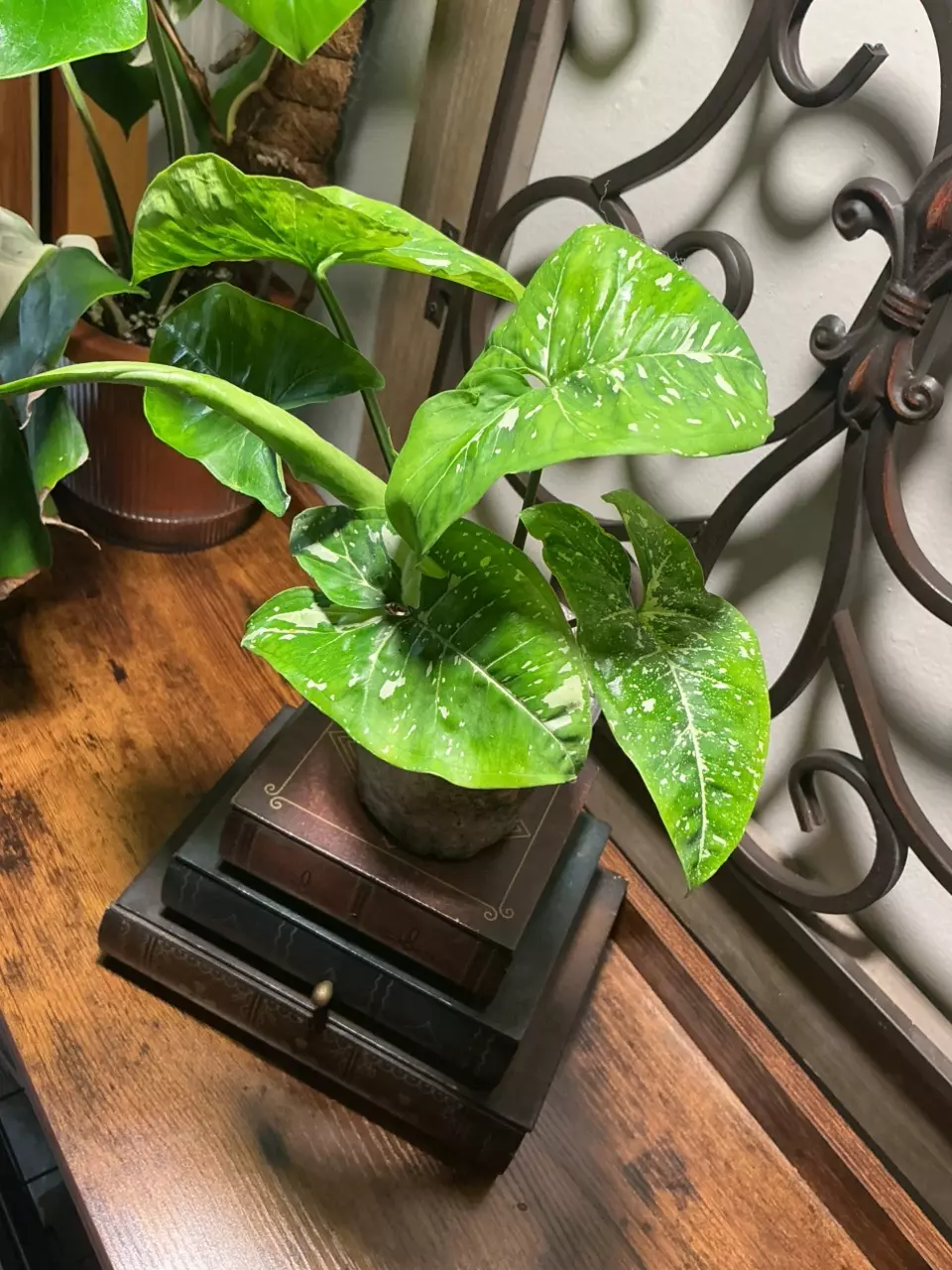 plant/#21 Syngonium-0