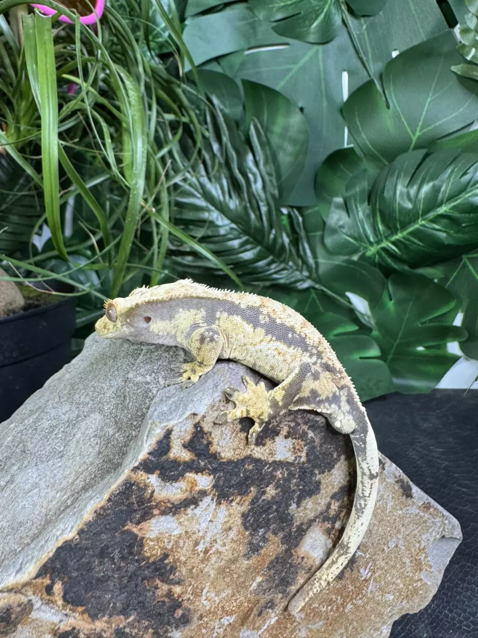 plant/#23 super Extreme male 22g-4