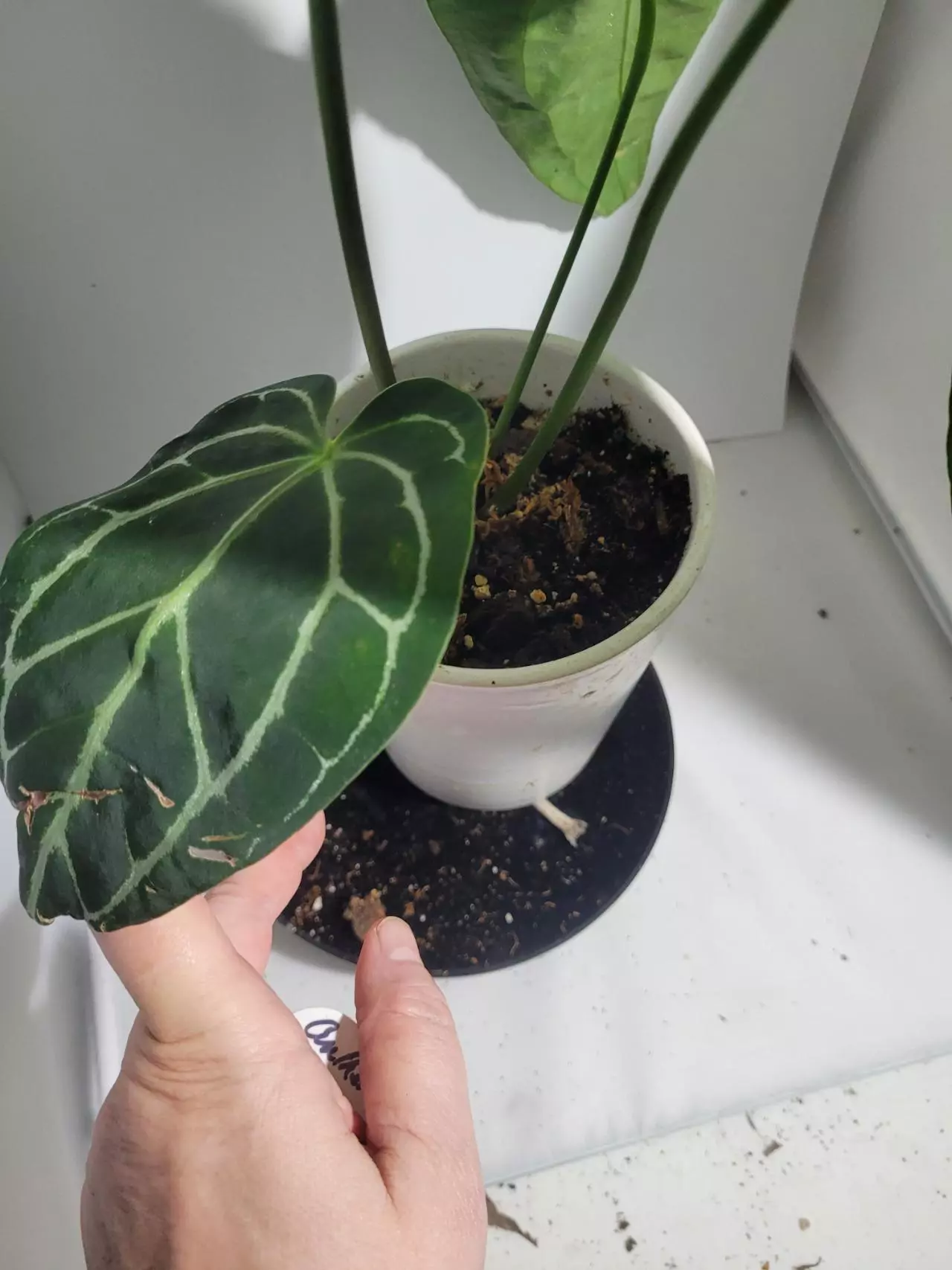plant/Anthurium clarinervium #245-8