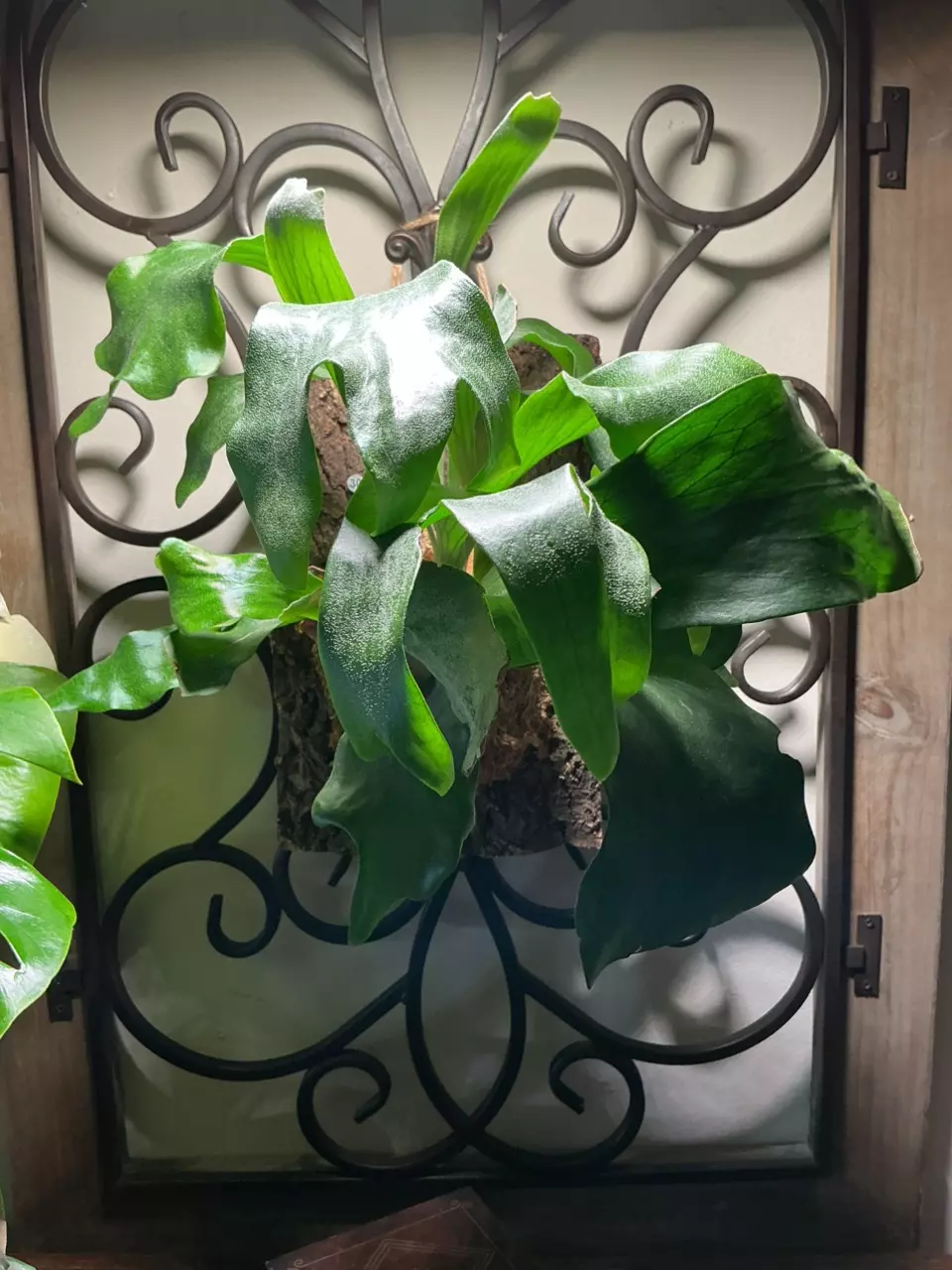 plant/#30 Staghorn Fern-0