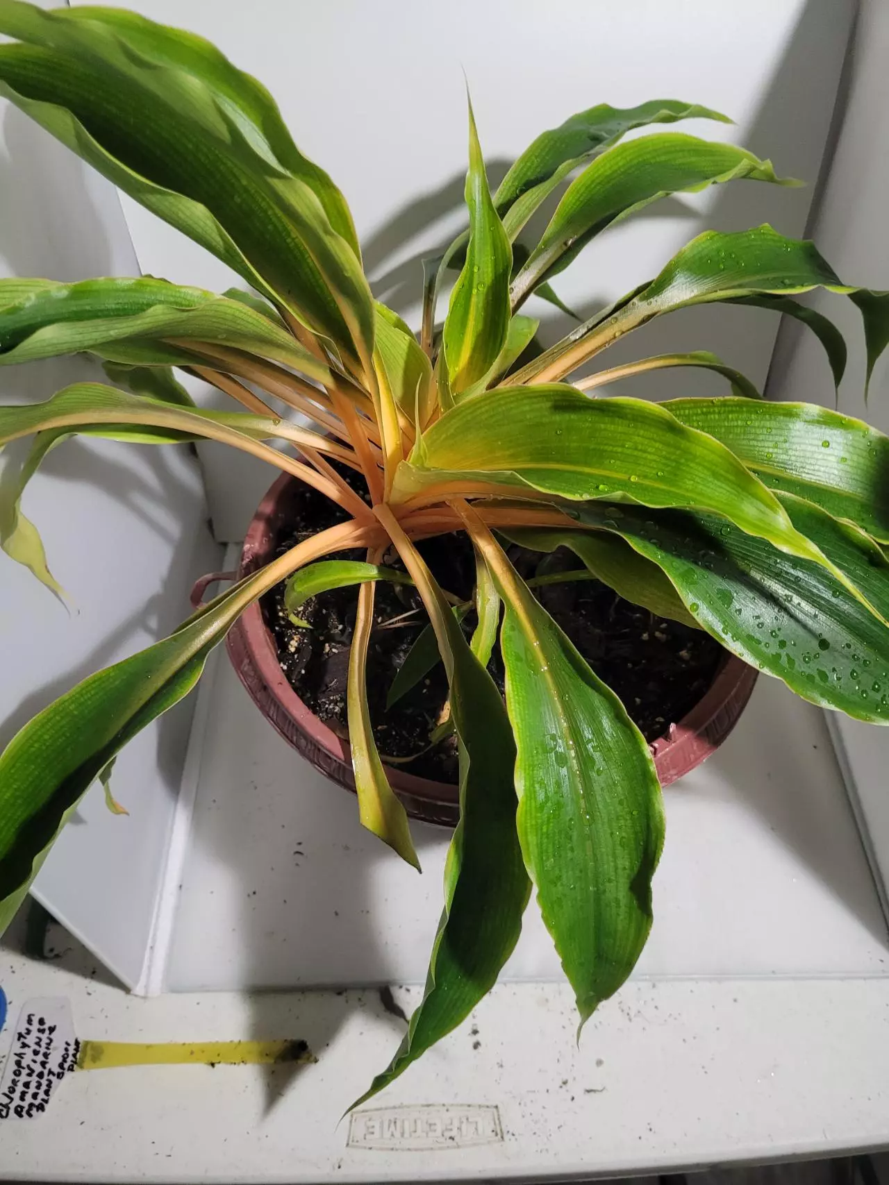 plant/Chlorophytum amaniense mandarin plant #7244-1