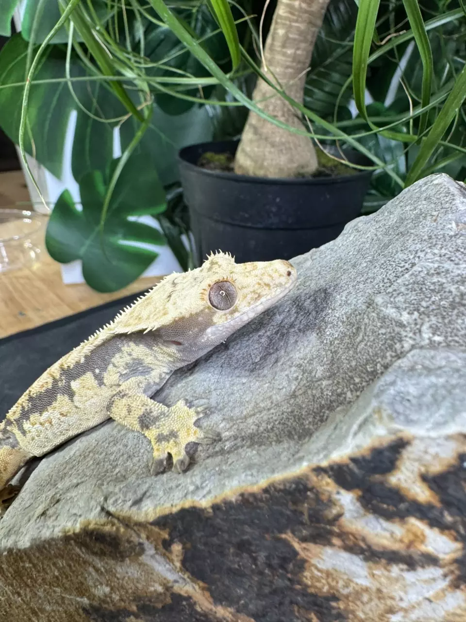plant/#23 super Extreme male 22g-1