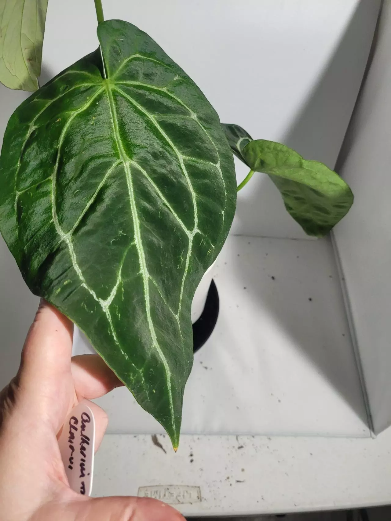 plant/Anthurium clarinervium #245-0