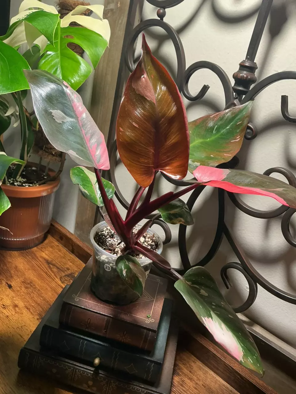 plant/#23 Pink Galaxy-0